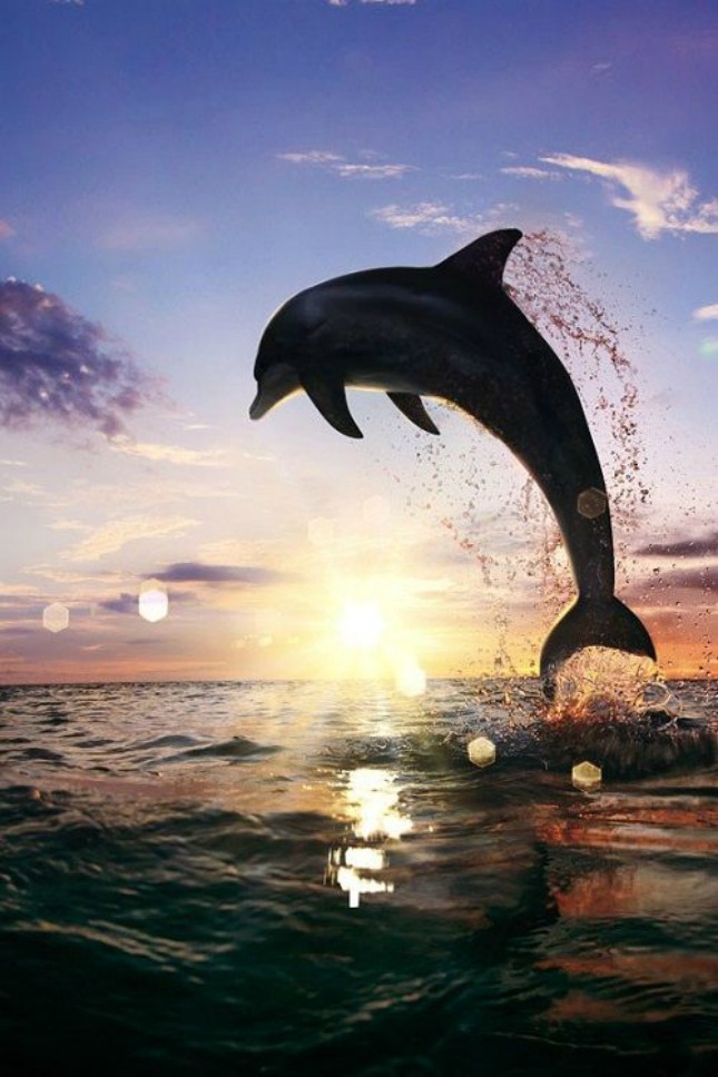 18 dolfijnen in de zee #geluksmoment