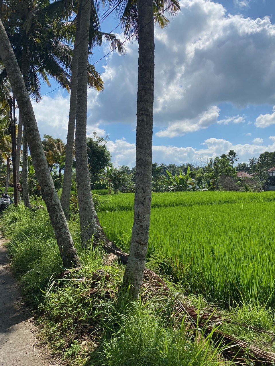 thumbnail IMG 8603 Esther emigreert met haar gezin naar Bali op zoek naar ultieme vrijheid: ‘Op Bali is iedereen blij met wat ze wél hebben en kijken ze niet naar wat ze niet hebben’