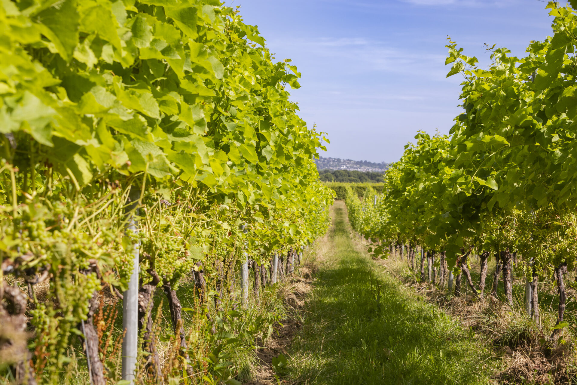 2. Wijngaarden 5 x bourgondisch genieten op wijnreis in Zuid-Limburg