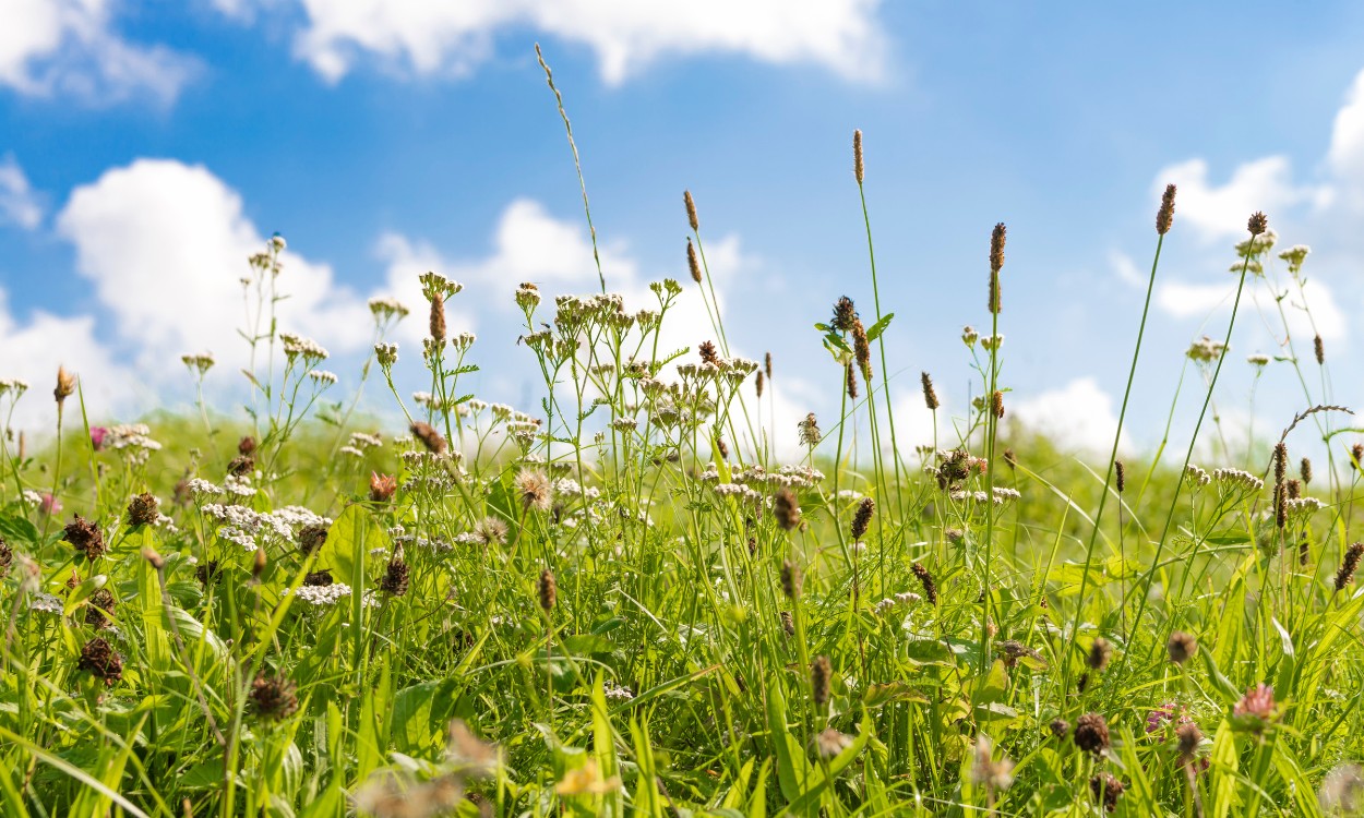 Ontwerp zonder titel 54 1 Hoi hooikoorts: 5x tips om het pollenseizoen door te komen