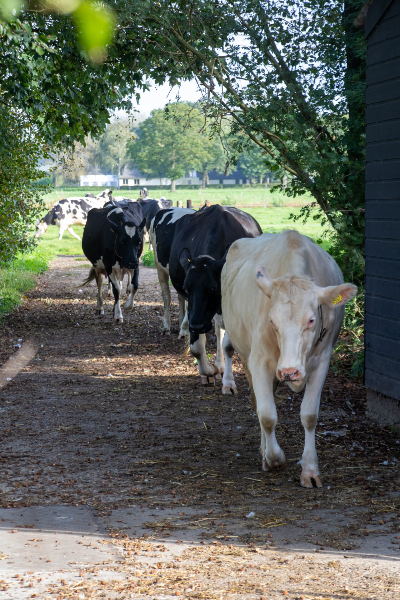 knuffelboerderij koe uit wei Knuffelen met koeien is goed voor je mentale gezondheid