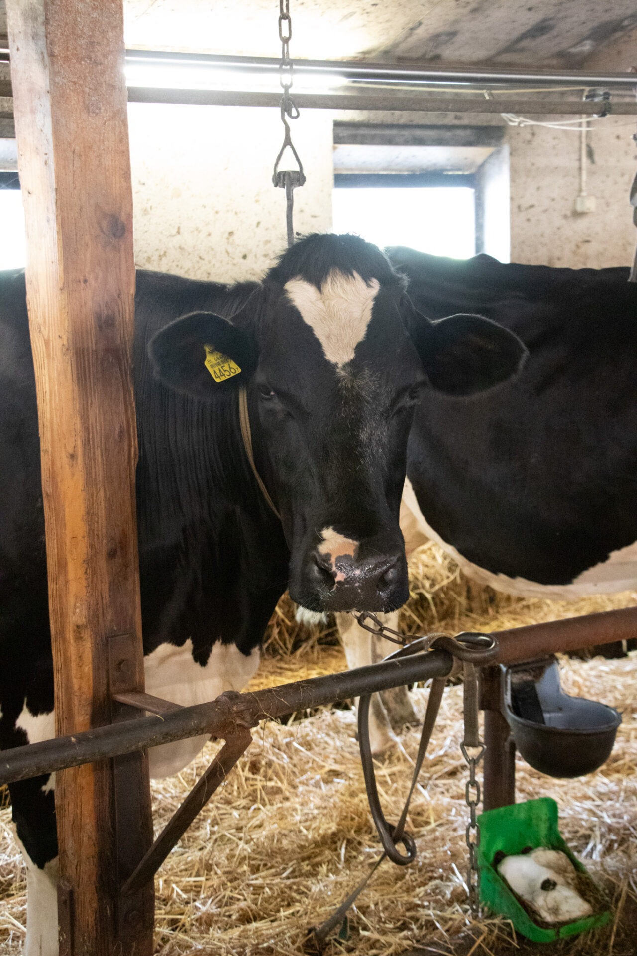 knuffelboerderij koe Knuffelen met koeien is goed voor je mentale gezondheid
